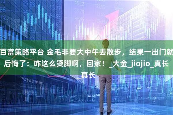 百富策略平台 金毛非要大中午去散步，结果一出门就后悔了：咋这么烫脚啊，回家！_大金_jiojio_真长